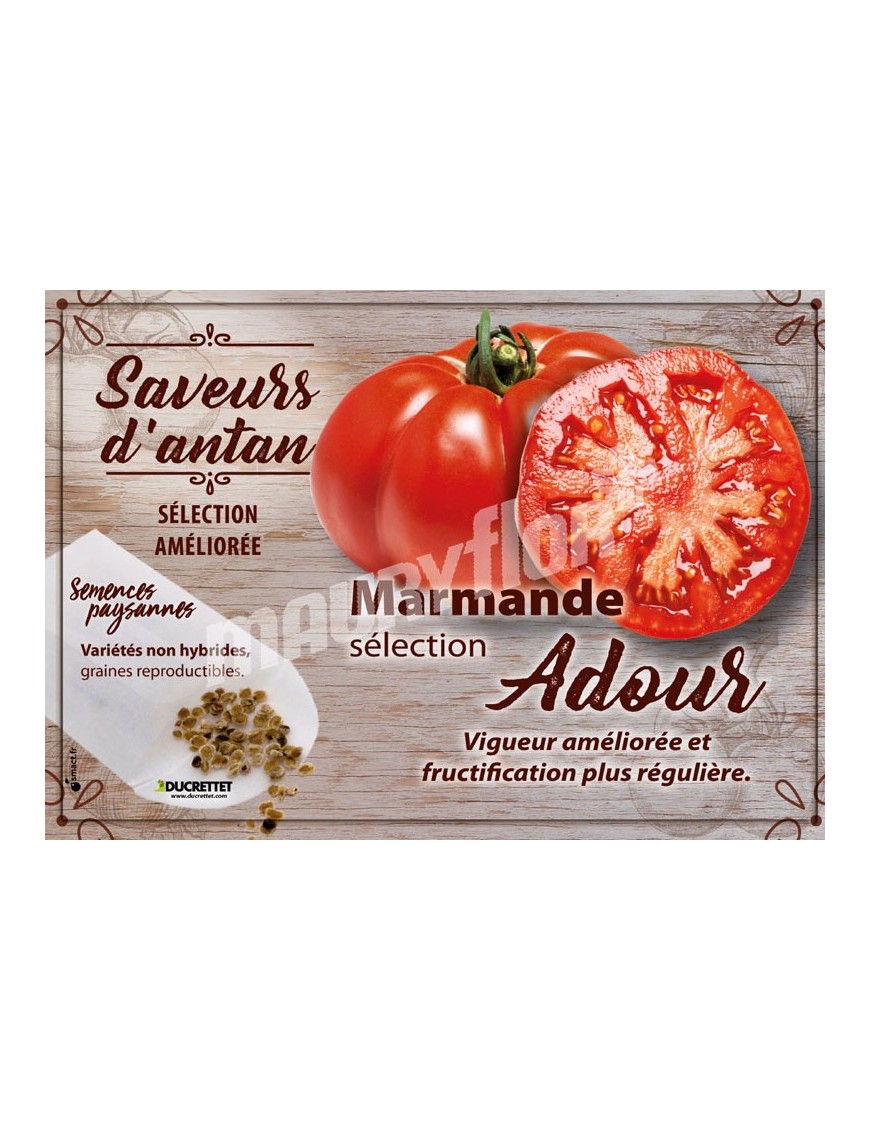Tomate Marmande sélection Adour