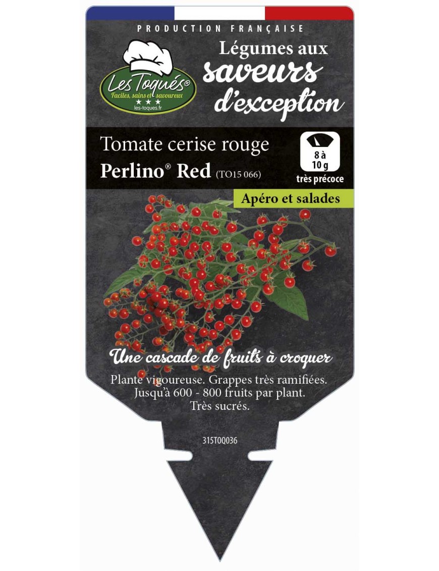 Tomate cerise rouge Perlino® Red (TO15 066)