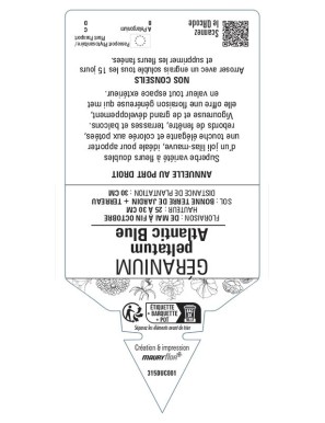 Géranium peltatum Atlantic Blue