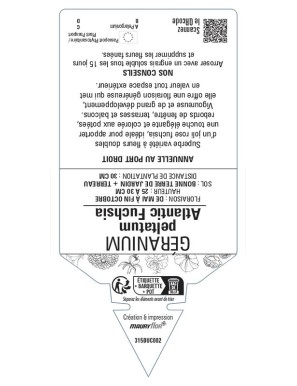 Géranium peltatum Atlantic Fuchsia