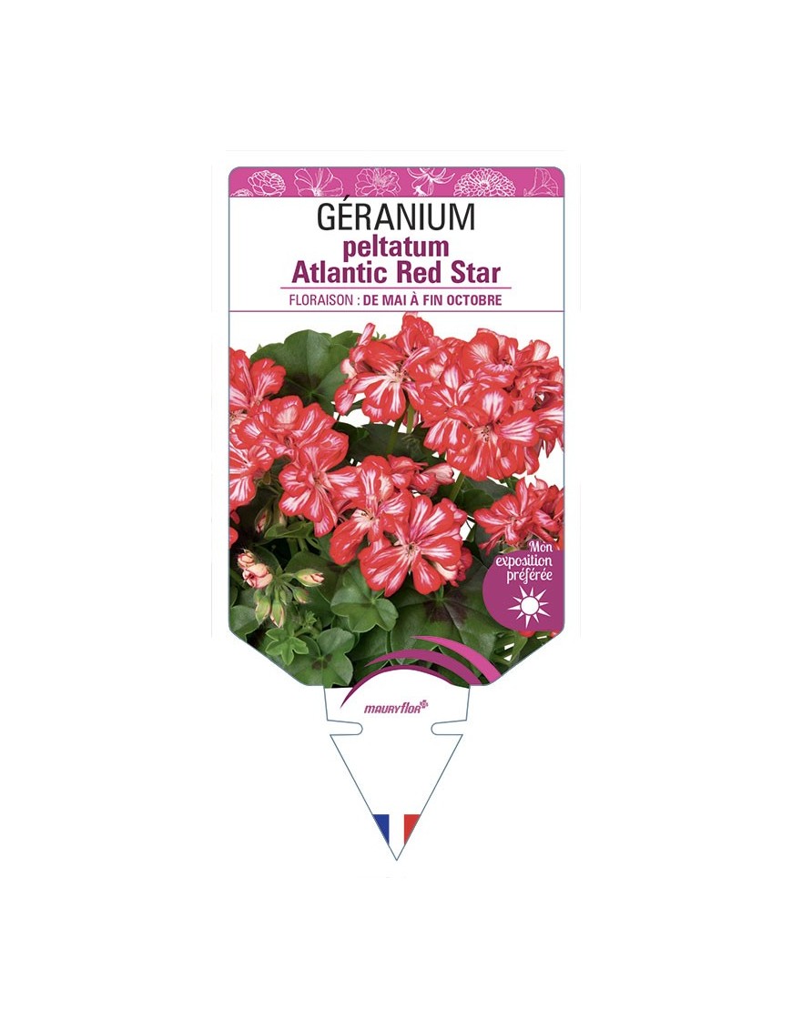 Géranium peltatum Atlantic Red Star