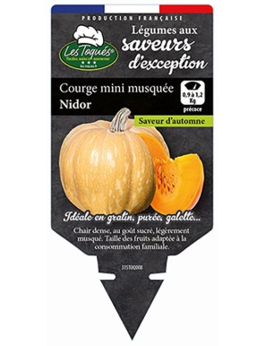 Courge mini musquée Nidor
