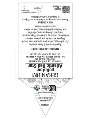 Géranium peltatum Atlantic Red Star