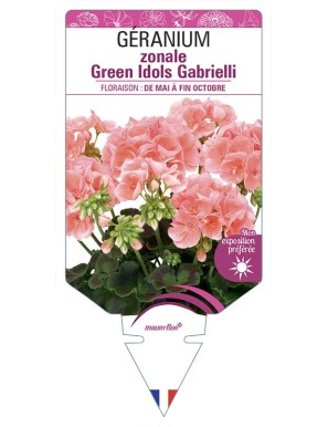 Géranium zonale Green Idols Gabrielli