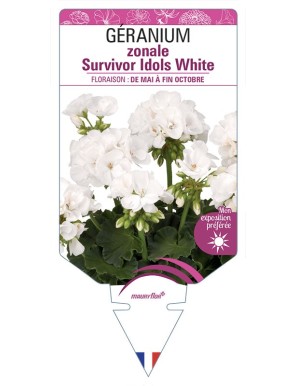 Géranium zonale Survivor Idols White