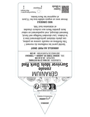 Géranium zonale Survivor Idols Dark Red