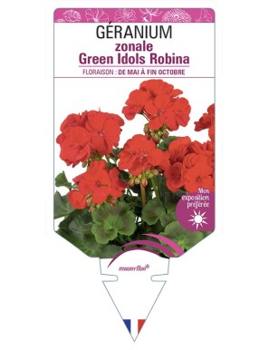 Géranium zonale Survivor Idols Robina