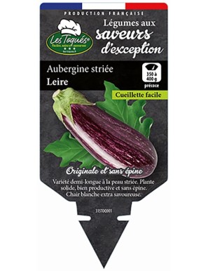 Aubergine striée Leire