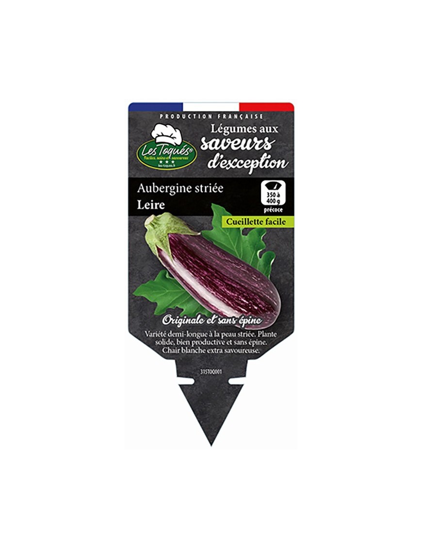Aubergine striée Leire