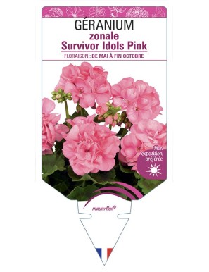 Géranium zonale Survivor Idols Pink
