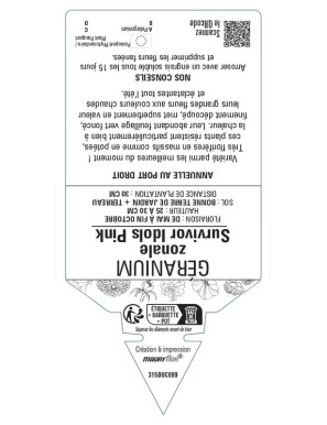 Géranium zonale Survivor Idols Pink