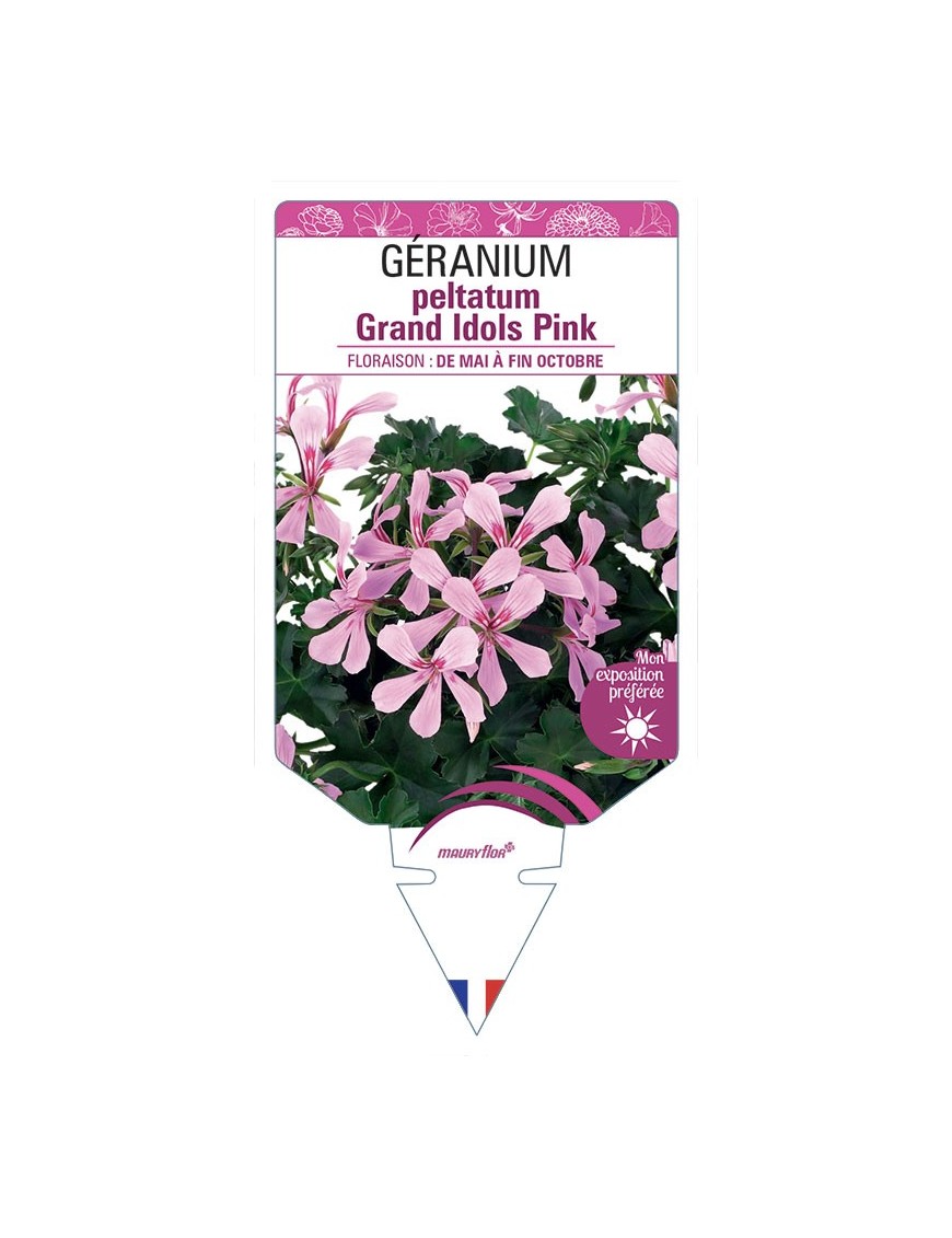 Géranium peltatum Grand Idols Pink