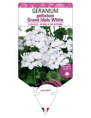 Géranium peltatum Grand Idols White