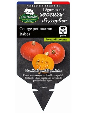 Courge potimarron Rabea