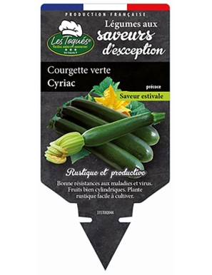 Courgette verte Cyriac