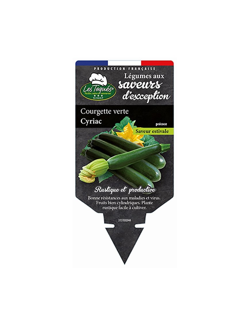 Courgette verte Cyriac