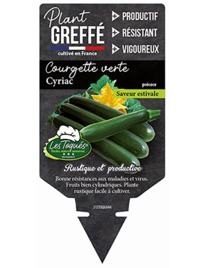Courgette verte Cyriac  Plant greffé