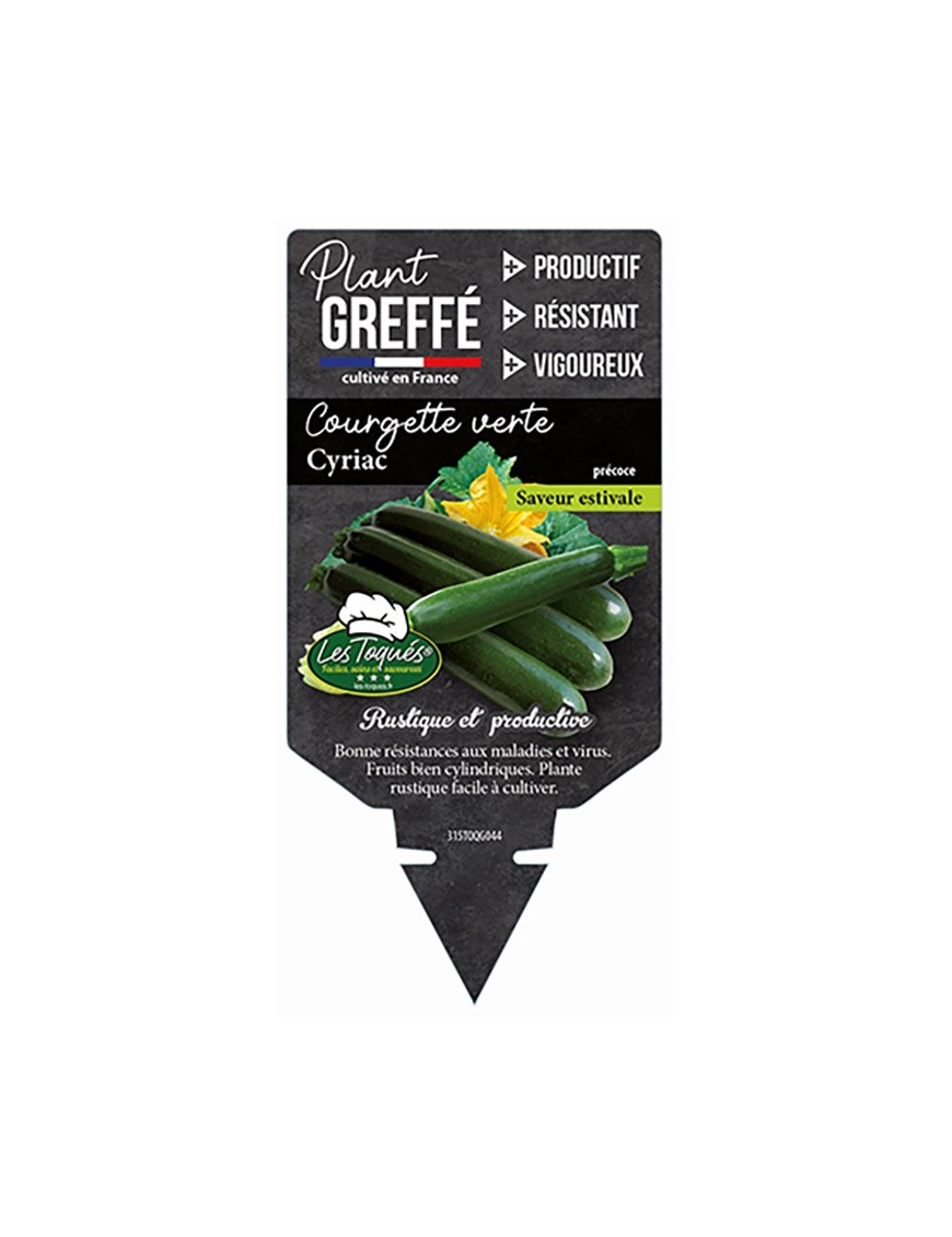 Courgette verte Cyriac  Plant greffé