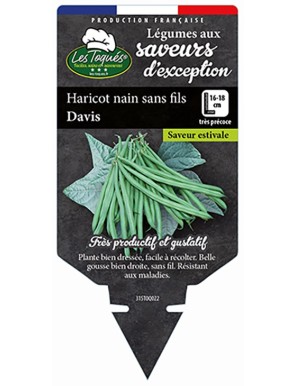 Haricot nain sans fis Davis