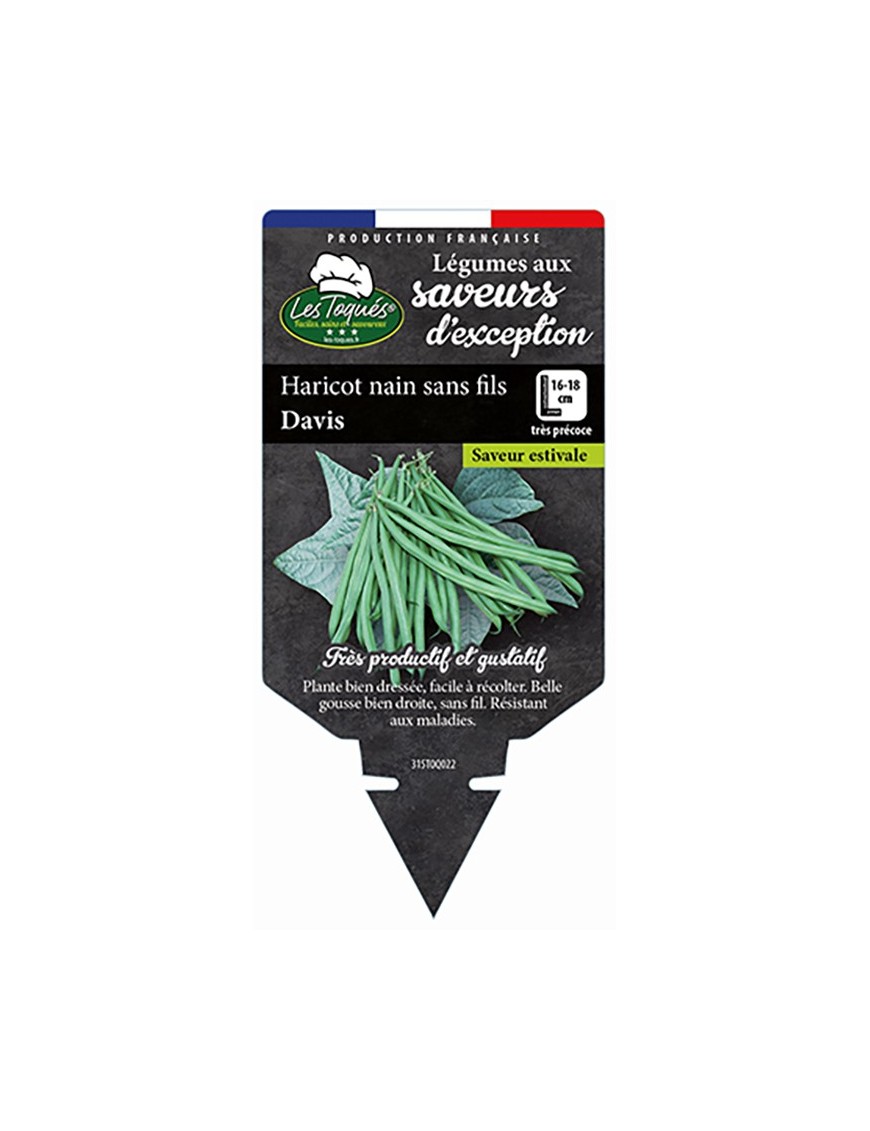Haricot nain sans fis Davis