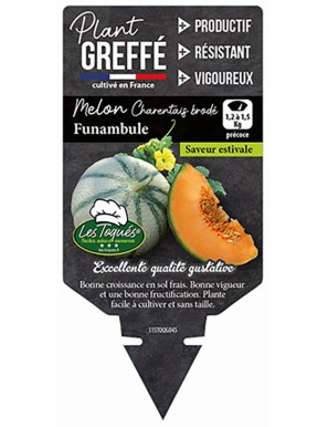 Melon Charentais brodé Funambule Plant greffé