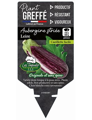 Aubergine striée Leire Plant greffé