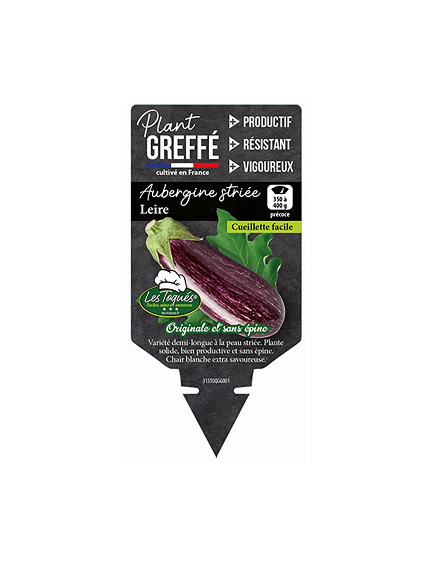 Aubergine striée Leire Plant greffé