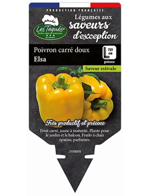 Poivron carré doux Elsa