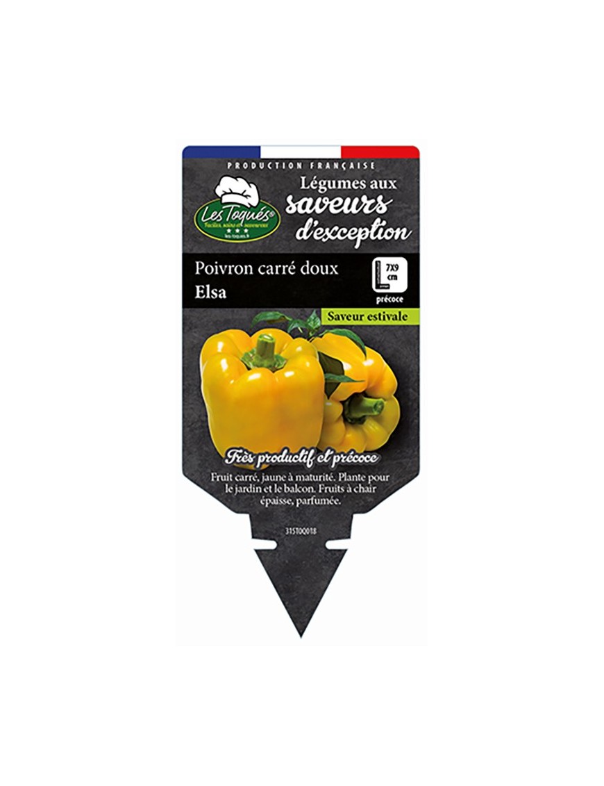 Poivron carré doux Elsa