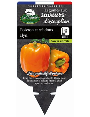 Poivron carré doux Ilyn