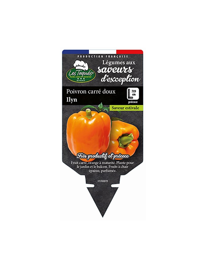 Poivron carré doux Ilyn