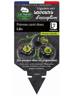 Poivron carré doux Lilo