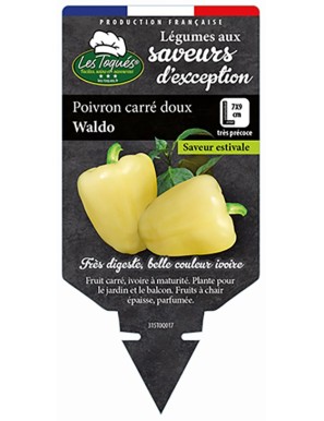 Poivron carré doux Waldo