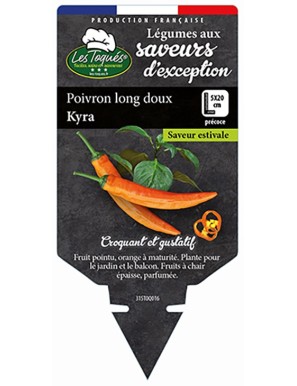 Poivron long doux Kyra