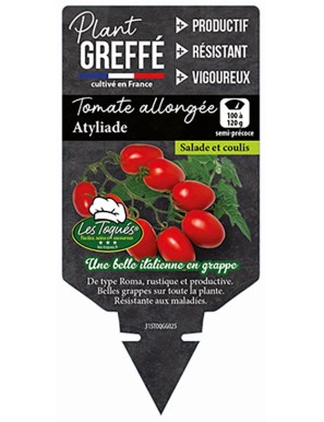 Tomate allongée Atyliade  Plant greffé