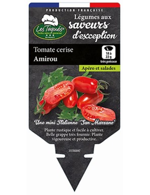 Tomate cerise Amirou