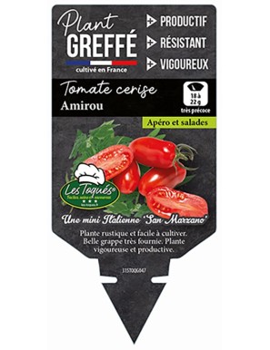 Tomate cerise Amirou  Plant greffé