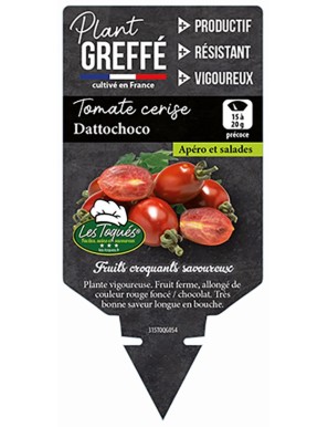 Tomate cerise Dattochoco  Plant greffé