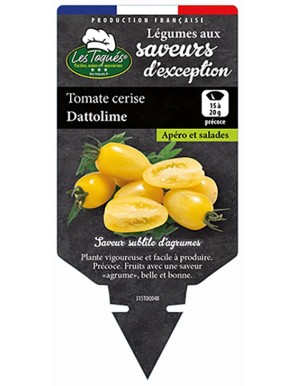 Tomate cerise Dattolime