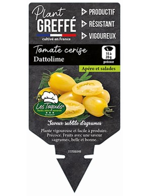 Tomate cerise Dattolime  Plant greffé