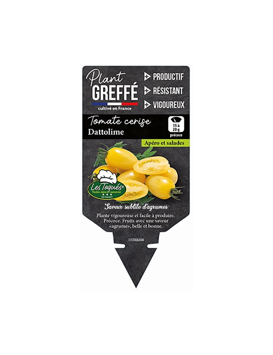 Tomate cerise Dattolime  Plant greffé