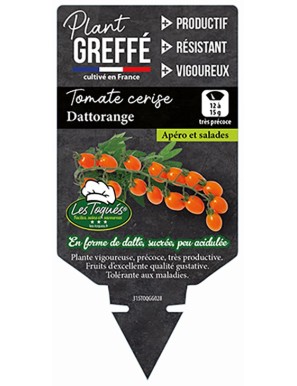 Tomate cerise Dattorange  Plant greffé