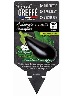 Aubergine violette Sharapova  Plant greffé