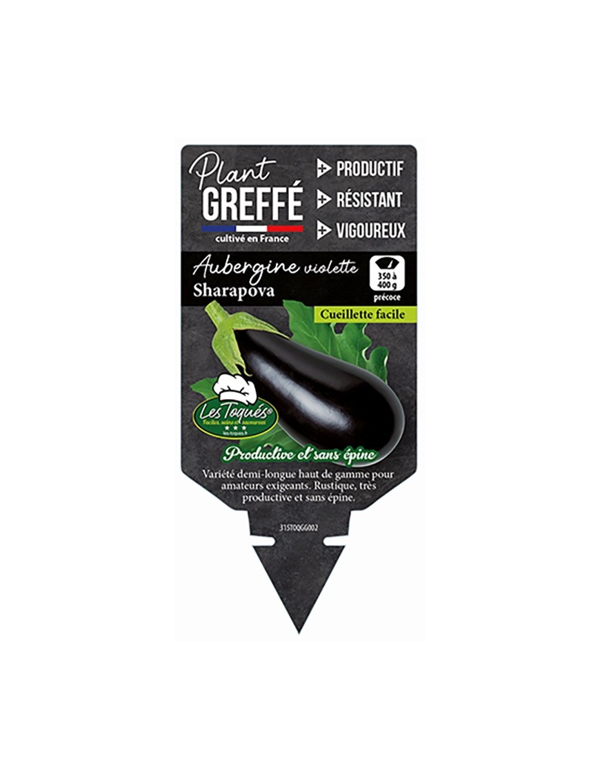 Aubergine violette Sharapova  Plant greffé