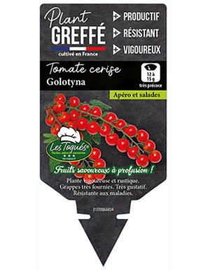 Tomate cerise Golotyna  Plant greffé