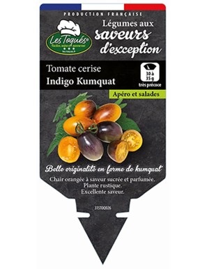 Tomate cerise Indigo Kumquat