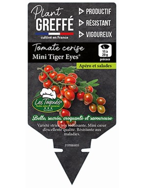 Tomate cerise Mini Tiger Eyes® Plant greffé